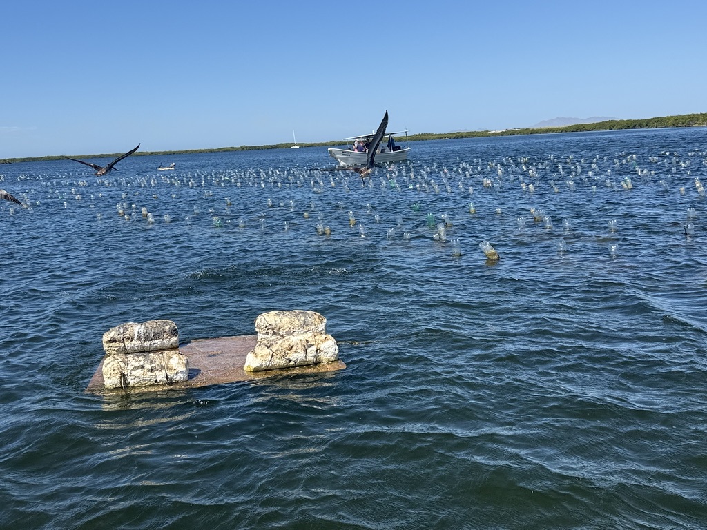Área de cultivo y trabajo en mar